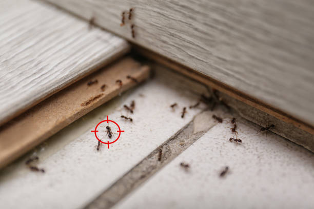 Professional Pest Control in Goldsboro, NC