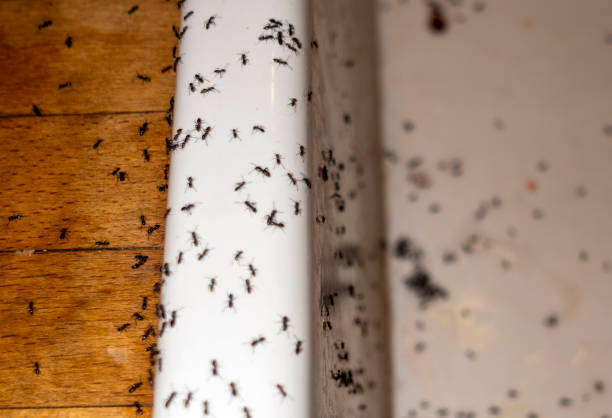 Best Pest Inspection Near Me  in Goldsboro, NC